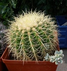 Выставка 02-04.09.2011 на Куликовом поле