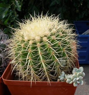 Выставка 02-04.09.2011 на Куликовом поле