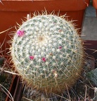 Выставка 02-04.09.2011 на Куликовом поле