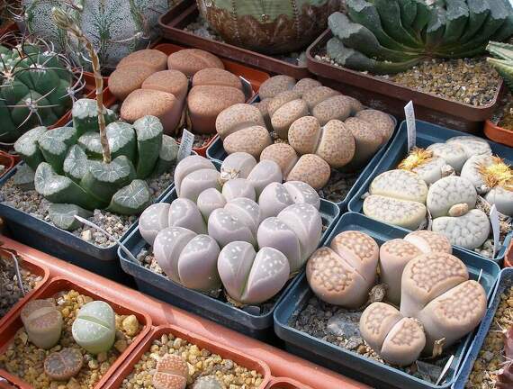 Выставка 02 -04.09.2011 на Куликовом поле