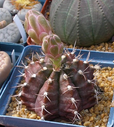 Выставка 02-04.09.2011 на Куликовом поле