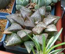 Выставка 02-04.09.2011 на Куликовом поле