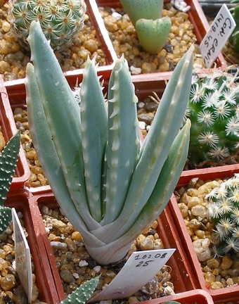 Выставка 02-04.09.2011 на Куликовом поле