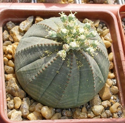 Выставка 02-04.09.2011 на Куликовом поле