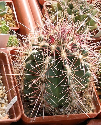 Выставка 02-04.09.2011 на Куликовом поле