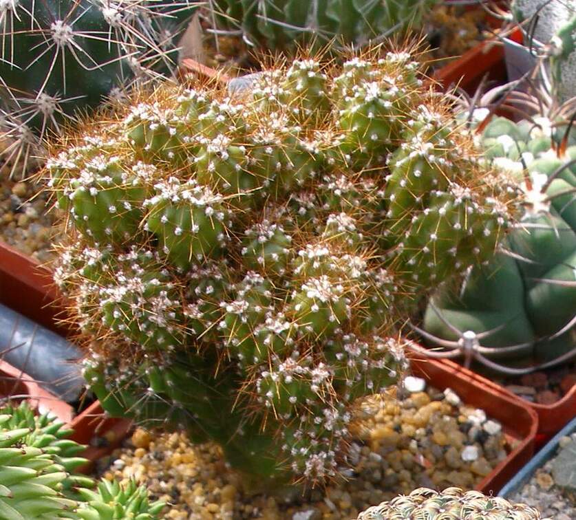 Выставка 02-04.09.2011 на Куликовом поле