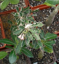 Выставка 02-04.09.2011 на Куликовом поле