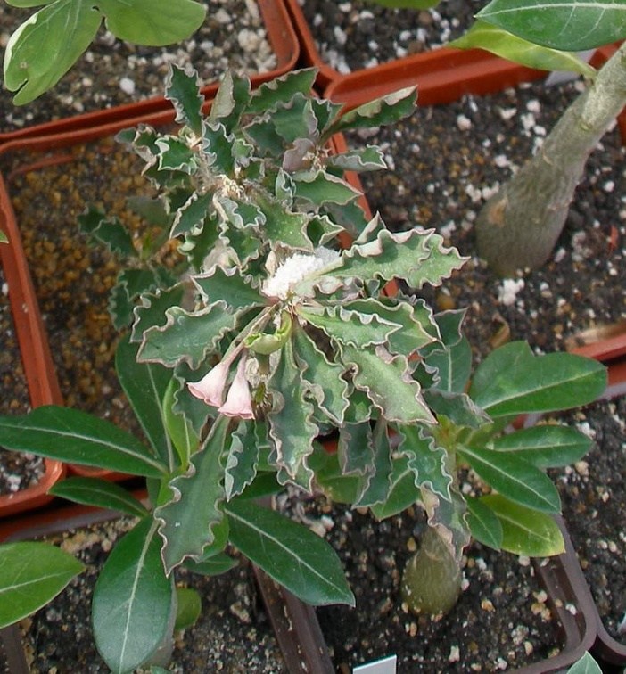 Выставка 02-04.09.2011 на Куликовом поле