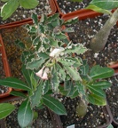 Выставка 02-04.09.2011 на Куликовом поле