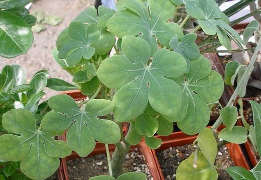 Выставка 02-04.09.2011 на Куликовом поле