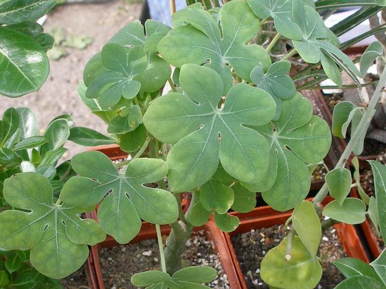 Выставка 02-04.09.2011 на Куликовом поле