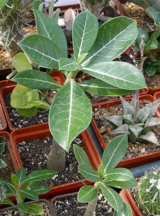 Выставка 02-04.09.2011 на Куликовом поле