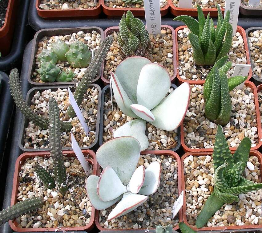 Выставка 02 -04.09.2011 на Куликовом поле