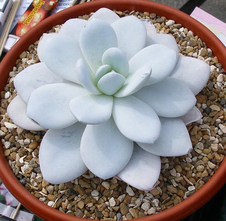 Выставка 02-04.09.2011 на Куликовом поле