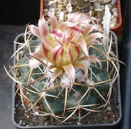 Выставка 02-04.09.2011 на Куликовом поле