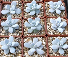 Выставка 02 -04.09.2011 на Куликовом поле