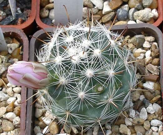 Выставка 02-04.09.2011 на Куликовом поле