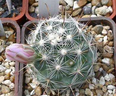 Выставка 02-04.09.2011 на Куликовом поле