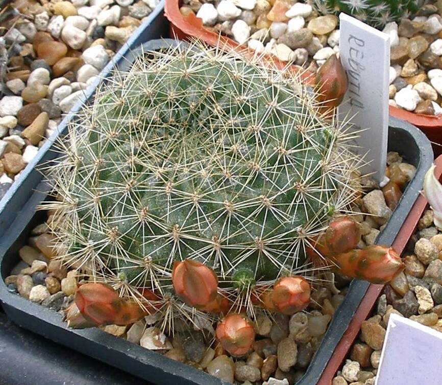 Выставка 02-04.09.2011 на Куликовом поле