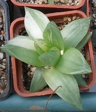 Выставка 02-04.09.2011 на Куликовом поле