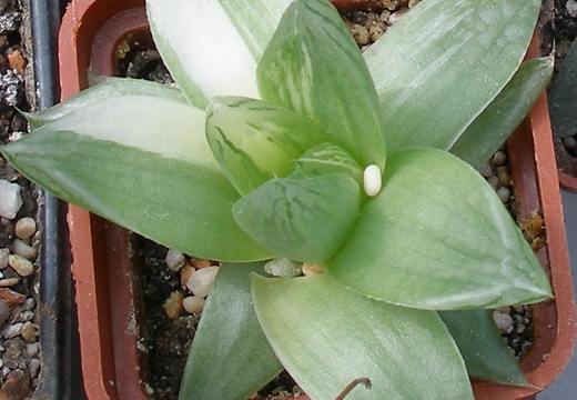 Выставка 02-04.09.2011 на Куликовом поле