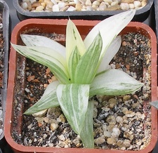 Выставка 02-04.09.2011 на Куликовом поле