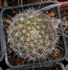 Выставка 02-04.09.2011 на Куликовом поле