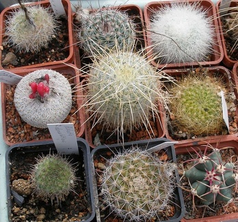 Выставка 02 -04.09.2011 на Куликовом поле