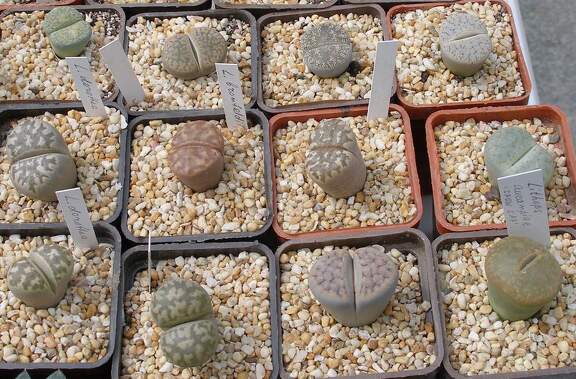 Выставка 02 -04.09.2011 на Куликовом поле