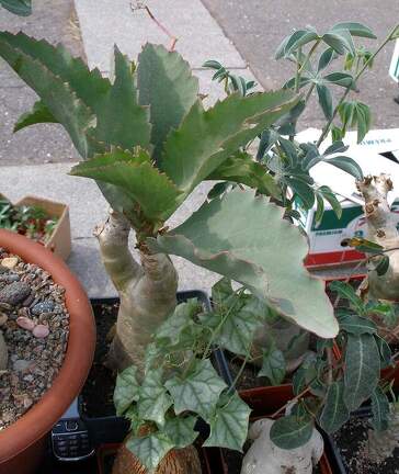 Выставка 02-04.09.2011 на Куликовом поле