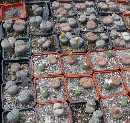 Выставка 02 -04.09.2011 на Куликовом поле