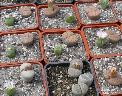 Выставка 02 -04.09.2011 на Куликовом поле