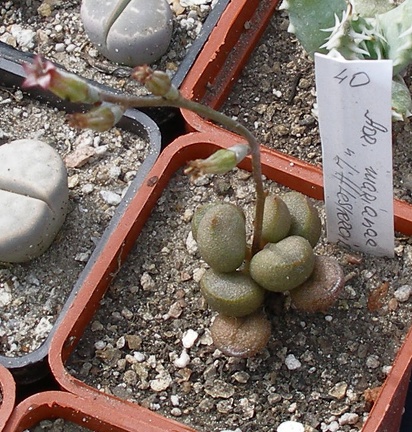 Выставка 02-04.09.2011 на Куликовом поле