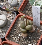 Выставка 02-04.09.2011 на Куликовом поле