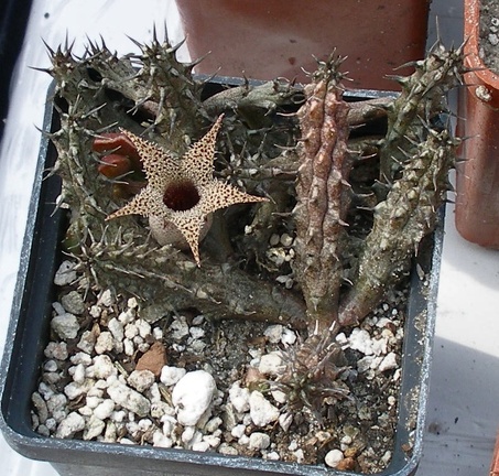 Выставка 02-04.09.2011 на Куликовом поле