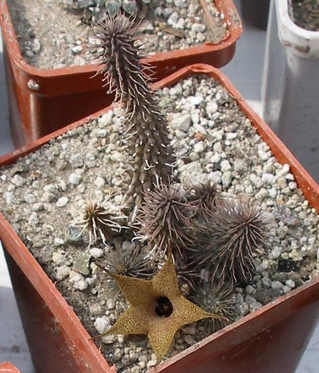 Выставка 02-04.09.2011 на Куликовом поле