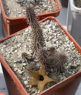 Выставка 02-04.09.2011 на Куликовом поле