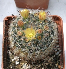 Выставка 02-04.09.2011 на Куликовом поле