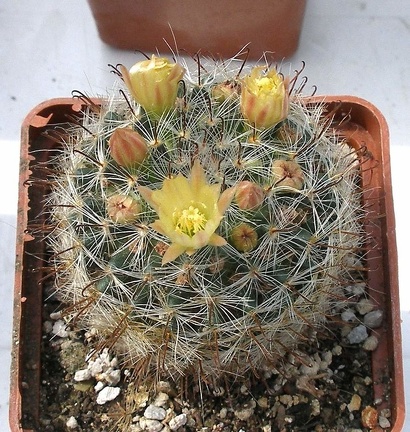 Выставка 02-04.09.2011 на Куликовом поле