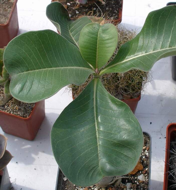 Выставка 02-04.09.2011 на Куликовом поле