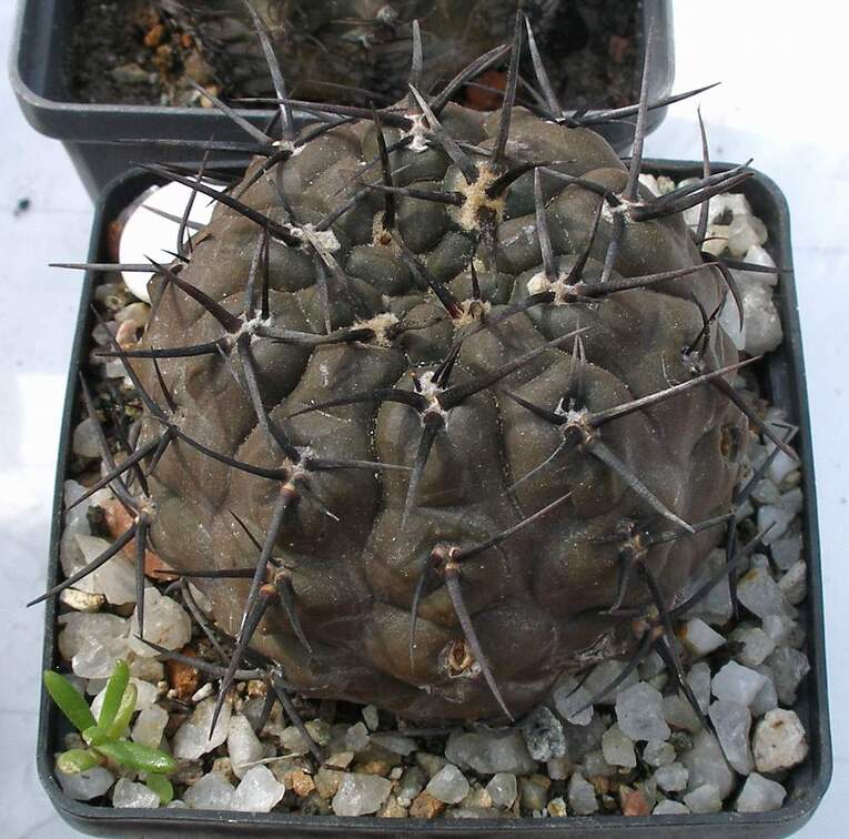 Выставка 02-04.09.2011 на Куликовом поле