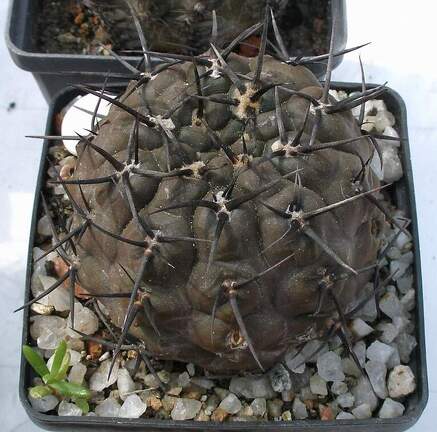 Выставка 02-04.09.2011 на Куликовом поле