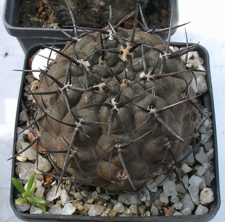 Выставка 02-04.09.2011 на Куликовом поле