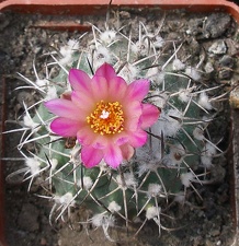 Выставка 02-04.09.2011 на Куликовом поле