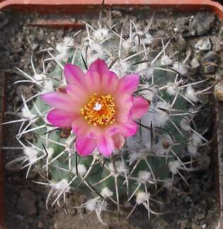 Выставка 02-04.09.2011 на Куликовом поле