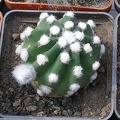 Выставка 02-04.09.2011 на Куликовом поле