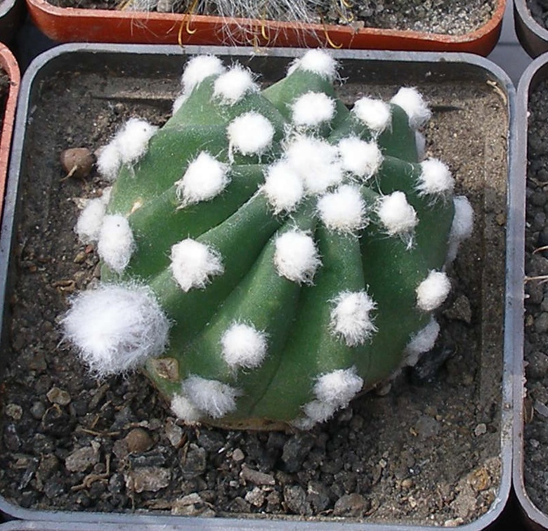 Выставка 02-04.09.2011 на Куликовом поле