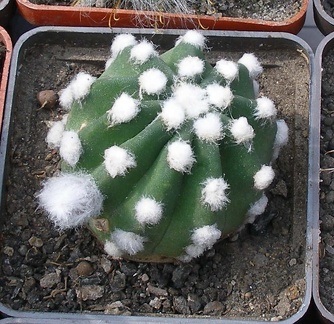 Выставка 02-04.09.2011 на Куликовом поле