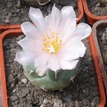 Выставка 02-04.09.2011 на Куликовом поле