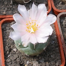 Выставка 02-04.09.2011 на Куликовом поле